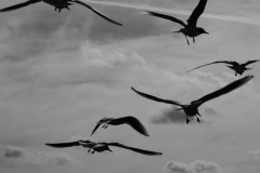 Cuxhaven08